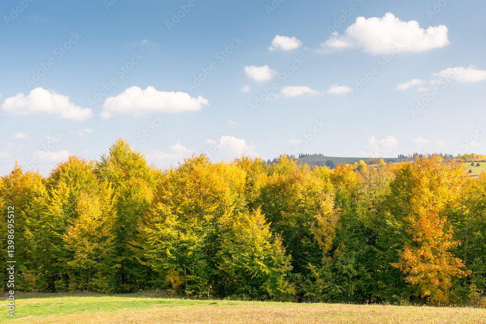 landscape with trees on the hill in autumn. natural environment. mountainous countryside in fall colors on a sunny day. colorful foliage