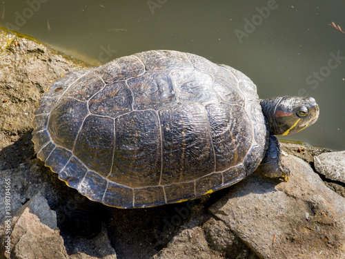 tortoise sitting on the water's edge looking out 