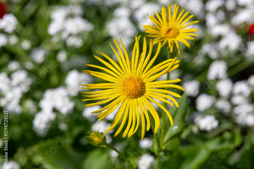 View on a yellow flower of Elecampane in a botanical garden in Nancy.