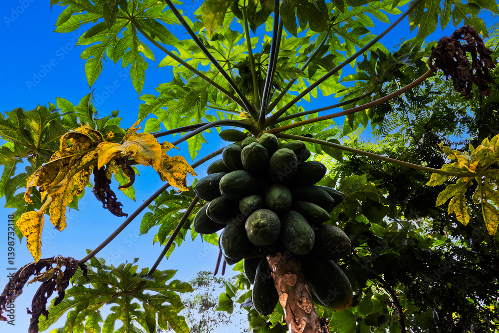 Papaya tree laden with green fruits against a blue sky. Lush foliage and some yellowing leaves add to the tropical scene