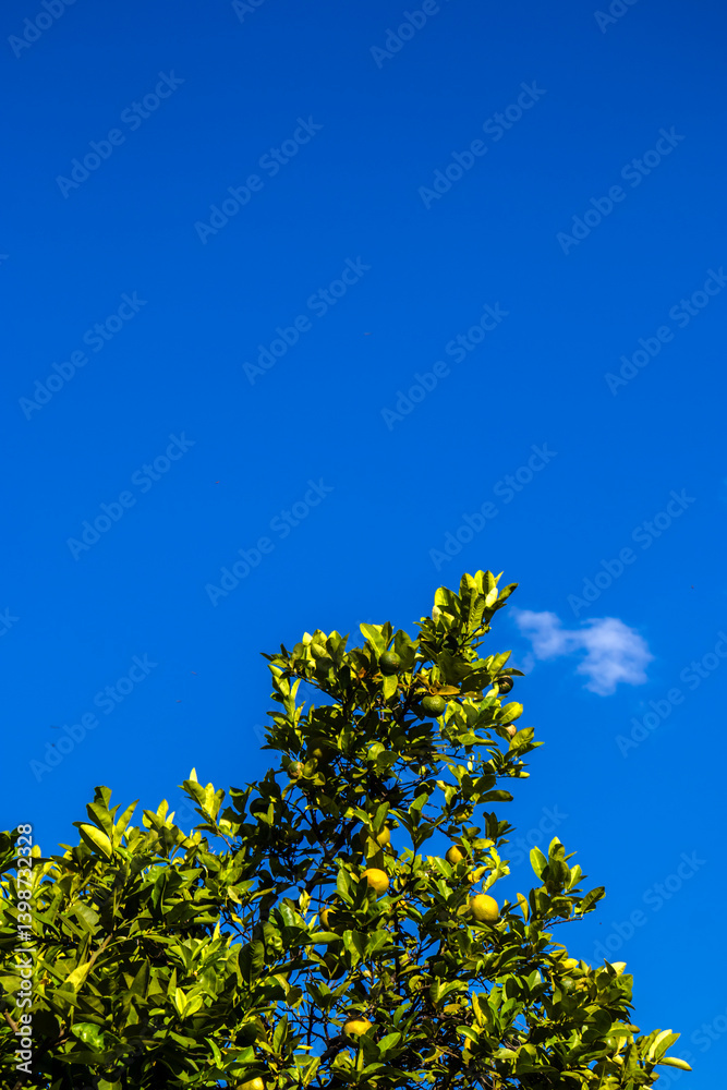 Citrus orange tree of fruits under a vibrant blue sky. Ideal for agriculture, botany, healthy eating, environment and seasons themes.