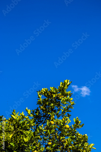 Obraz na płótnie Citrus orange tree of fruits under a vibrant blue sky. Ideal for agriculture, botany, healthy eating, environment and seasons themes. w salonie