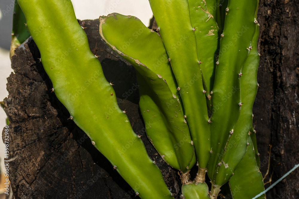 Dragon fruit cactus (Hylocereus undatus) growing on a tree trunk. A tropical plant known for its delicious fruits and nocturnal flowers