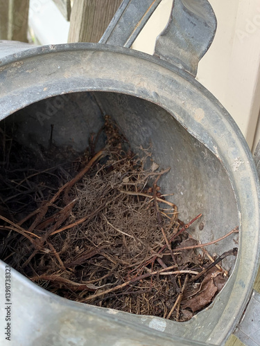 empty watering can bird nest full of sticks and twigs
