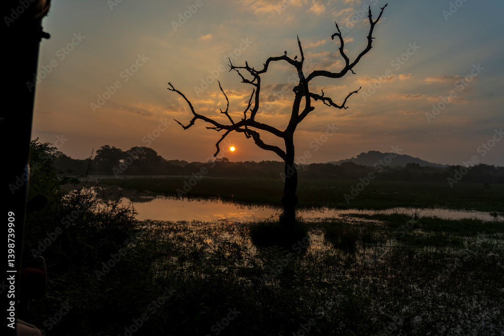 Obraz premium Beau Paysage à la foret de Parc national de Yala au Srilanka