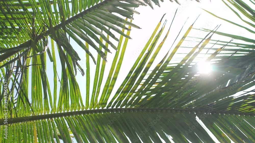 Palm trees in Tayrona, Colombia