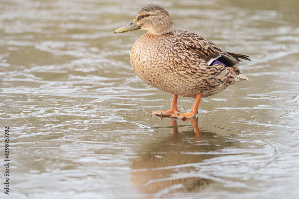 Female mallard on a frozen lake on southampton common Female mallard on a frozen lake on southampton common