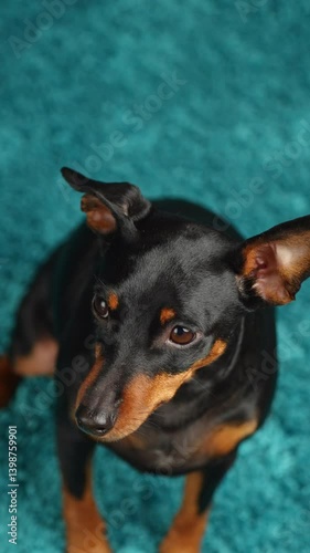 Portrait of cute miniature pinscher dog sitting on the carpet, indoor.  Dog looking at the camera close up. Selective focus 