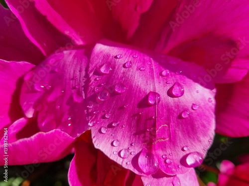 Captivating close-up of a bright pink peony, adorned with glistening water droplets, in natural sunlight.