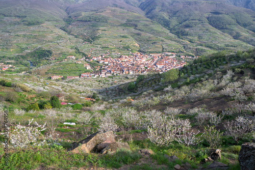 Wallpaper Mural Jerte Valley in spring with cherry blossoms panoramic view Torontodigital.ca