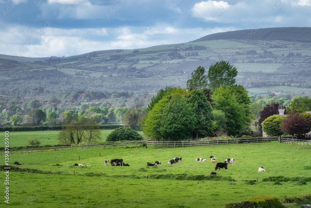A breathtaking and picturesque landscape showcases vibrant lush green fields populated with grazing cows, all surrounded by gently rolling hills and tall trees, Tipperary, Ireland