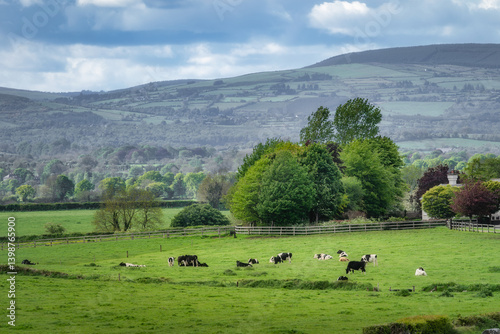 Obraz na płótnie A breathtaking and picturesque landscape showcases vibrant lush green fields populated with grazing cows, all surrounded by gently rolling hills and tall trees, Tipperary, Ireland w salonie