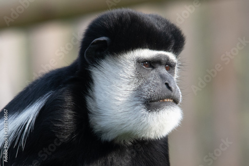 Intimate portrait of a colobus monkey showcasing its unique black and white fur and facial features.