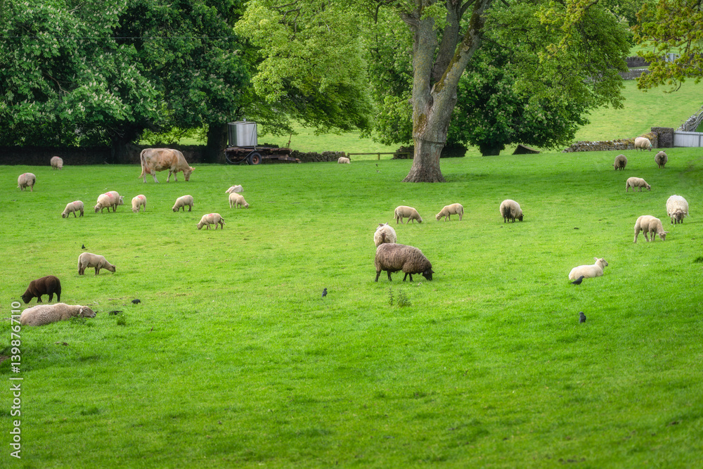 A beautiful and picturesque landscape showcasing a flock of fluffy sheep grazing peacefully in a vibrant green meadow, all beneath the protective shade of leafy trees, Tipperary, Ireland