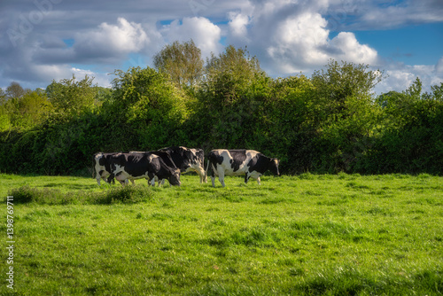 Obraz na płótnie Cows can be seen peacefully grazing in a lush green, expansive field that is surrounded by vibrant trees and a beautiful sky, symbolizing rural tranquility and harmony, Tipperary, Ireland w salonie