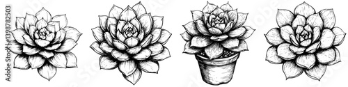 Detailed illustrations of various succulent plants showcasing unique features and shapes in black and white artistic style