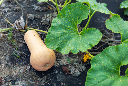 Butternut squash growing in a garden during the late summer season