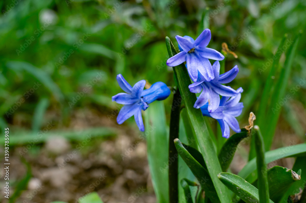 Beautiful blue flowers blooming in green grass during springtime Beautiful blue flowers blooming in green grass during springtime