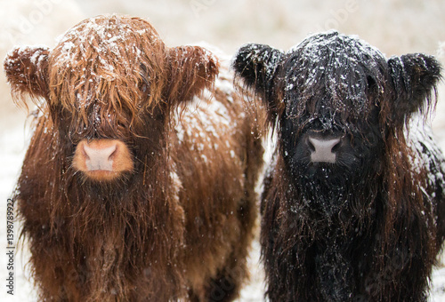 A brown and a black highland cow covered in snow standing side by side, Aberfoyle, Stirling, Scotland, UK