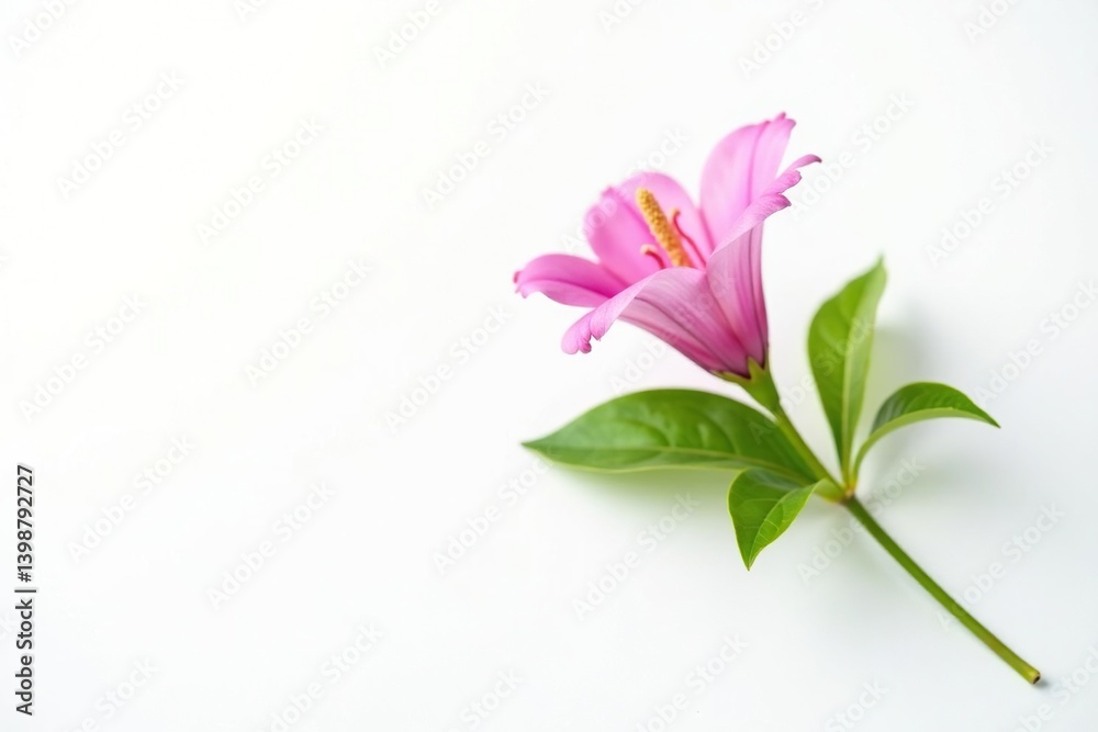Naklejka premium Single flower with prominent stem and leaves isolated on a bright white surface, single, isolation