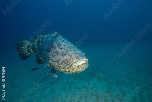 Foto Goliath grouper on ocean floor