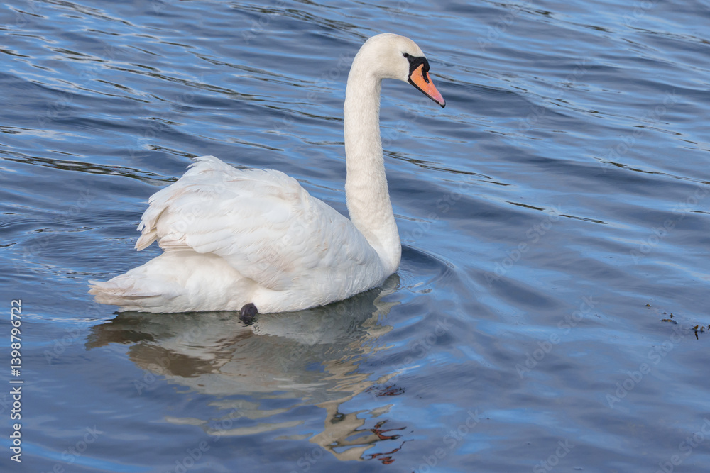 white swan on the River Itchen at Riverside Park, Southampton white swan on the River Itchen at Riverside Park, Southampton
