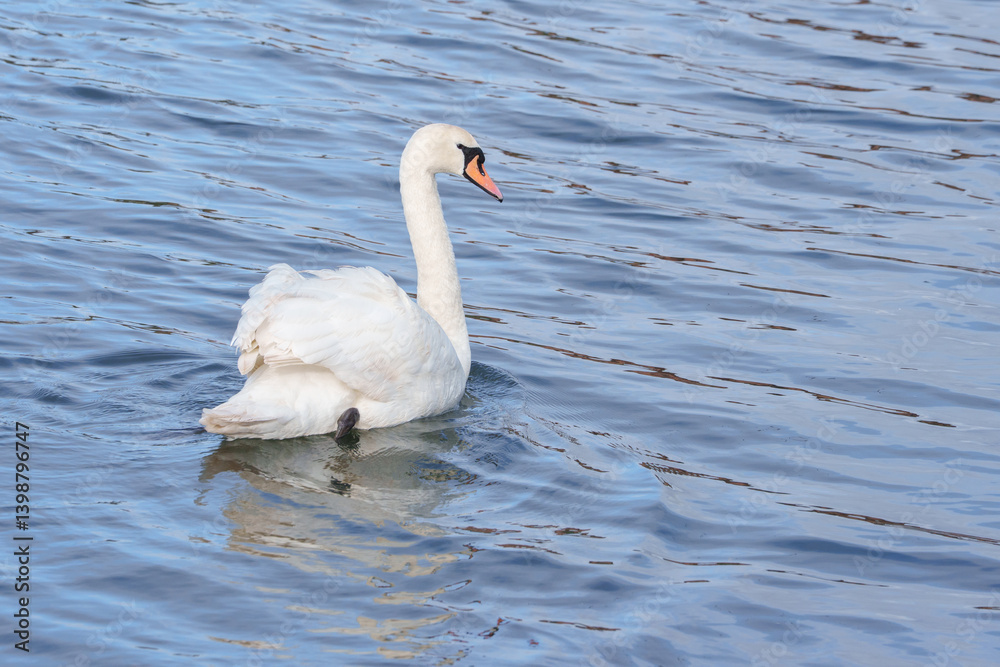 Fototapeta premium white swan on the water at Riverside Park, Southampton 