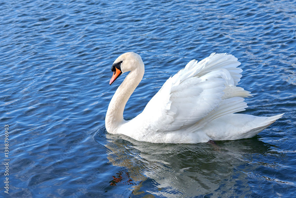 Obraz premium swan on the water, River Itchen at Riverside Park, Southampton 