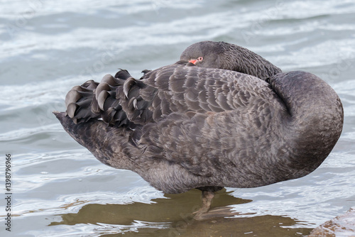 Fototapeta Naklejka Na Ścianę i Meble -  black swan on the river itchen at riverside park