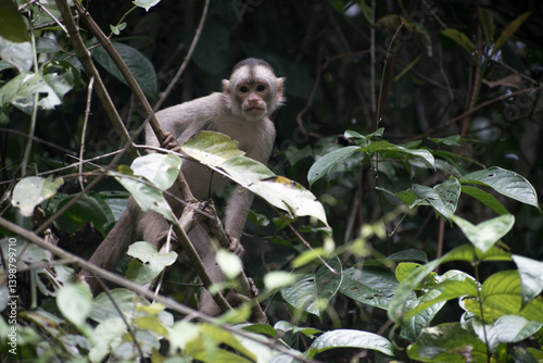 White fronted capuchin monkey