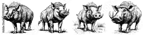 Wild boars in various poses showcasing their unique features and behaviors in natural habitat