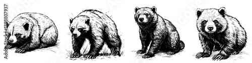 Various illustrations of bears in different poses showcasing their natural characteristics and behavior