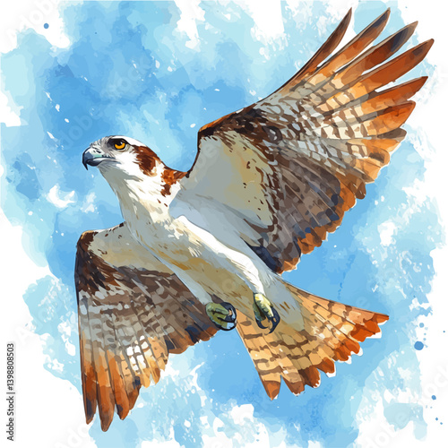 Seahawk, watercolor illustration, isolated on a white background.

