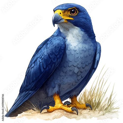Seahawk, watercolor illustration, isolated on a white background.


