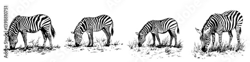 Four zebras grazing in a grassy field during daylight, showcasing unique black and white patterns on their fur