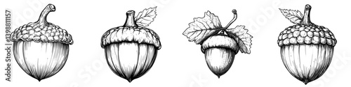 Acorns in various styles showcasing details of nature&#39;s growth and diversity