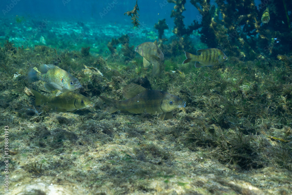 Obraz premium Chubsuckers and bluegill in natural spring