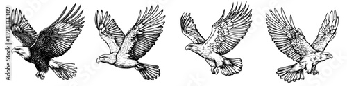 Detailed illustrations of birds of prey in flight showcasing different species with unique wing and body features