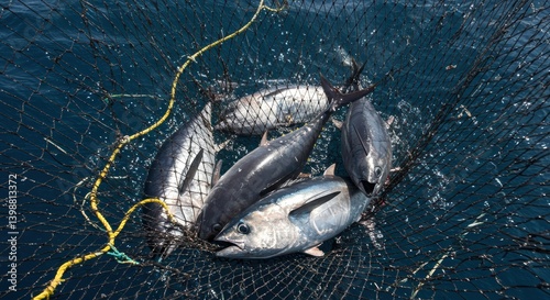 World tuna day, Several tuna fish are caught in a fishing net in the ocean. Ideal for seafood restaurants, ocean conservation websites, or marine life educational materials.