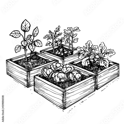 Vegetable garden with wooden planters growing various plants in a sunny backyard