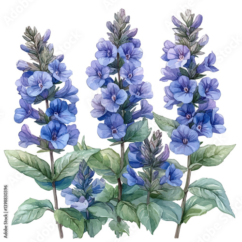 Salvia Branch, watercolor vector, isolated on a white background.