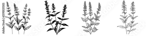Botanical illustrations showcasing various species of sage plants with detailed leaf and flower structures