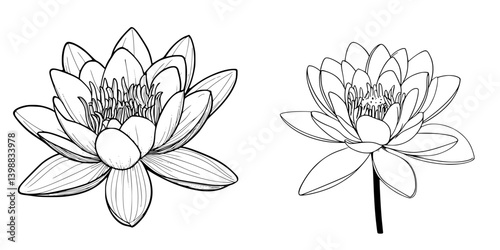 Detailed sketches of blooming water lilies in a simple design showcasing their natural beauty and elegance