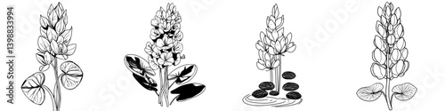 Illustrations of lupine flowers showcasing various stages and settings in a tranquil botanical environment