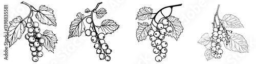 Detailed line drawings of grapevine clusters showcasing various grape types and leaves in a botanical style