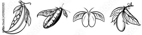 Creative botanical sketches of beans, pods, and leaves showcasing intricate details and diverse shapes for artistic inspiration