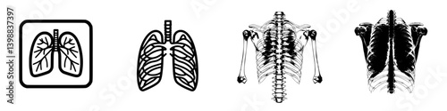 Illustrative representation of human lungs and ribcage anatomy in a clear, educational format for medical understanding
