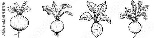 Different types of turnips showcased with their distinct foliage and bulbous shapes on a plain background