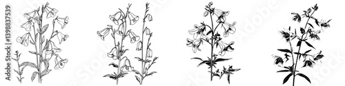 Illustrations of bellflower plants showcasing various stages of growth in a botanical style