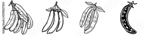 Various stages of green pea pods depicted in a detailed illustration showcasing natural growth